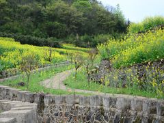 -桑洲油菜花景区