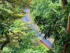-黄埔油麻山森林公园