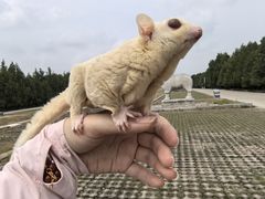 -清东陵