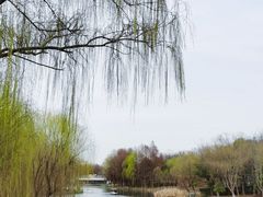 -顾村公园