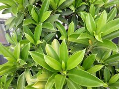 -维园港式茶餐厅(龙岗盛平店)