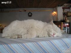 -Babycat私家御饼屋(龙头路一店)