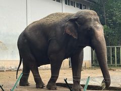 -合肥野生动物园