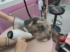 -FAELING PETS美天灵宠物(富力广场店)