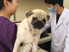 -艾贝尔宠物医院 ·内科全科(梁溪路店)