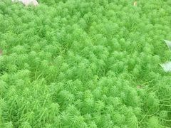 -南山植物园