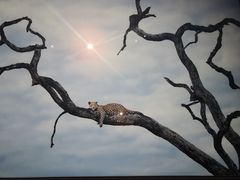 -罗红摄影艺术馆