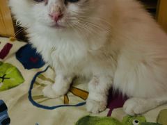-纳吉亚猫专科动物诊疗中心(蒋宅口分院)