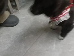 -半岛宠物医院24小时(白果林店)