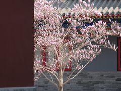 -天津大悲禅院