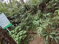 -芦仙山景区-飞越丛林探险乐园