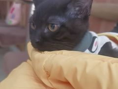 -宠福鑫动物医院(望京分院)