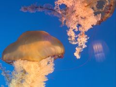 -太平洋海底世界