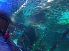 -锦艺城海洋馆