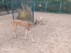 -北京麋鹿生态实验中心
