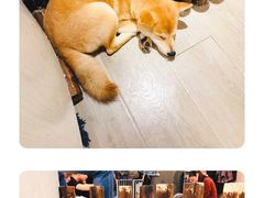 -浣熊柯尔鸭土拨鼠·电玩咖