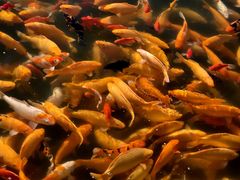 -长春市南湖公园