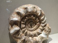 -安徽省地质博物馆