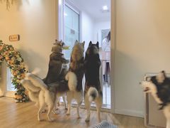 -Husky Go! 哈士奇体验馆·宠物咖啡厅狗咖