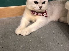 -飞行喵MR PILOT|猫舍·猫咖(静安大融城店)
