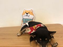 -柴犬小屋·柴餐厅·狗咖食堂(金鼎广场店)