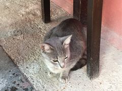 -Old Ottoman Cafe & Restaurant