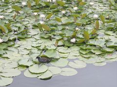 -后襄河公园