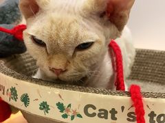 -COLOR PETS 撸猫馆·购猫·猫咖(长风大悦城店)