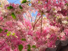 -深圳国际园林花卉博览园