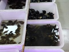 -中环花鸟鱼虫市场