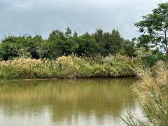 -福田红树林生态公园