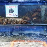 打卡海棠湾海鲜餐厅：小海豚