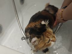 -FAELING PETS美天灵宠物(富力广场店)