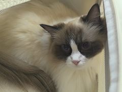 -瑞派康怡24h宠物医院·犬猫医疗中心·微创绝育(瑞景分院)