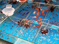 A_27-清平路水族市场