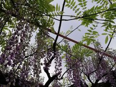 -嘉定紫藤园