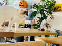 大堂-平行世界·猫咖(首经贸店)