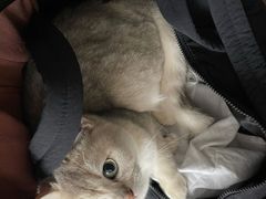 -猫大福·Fortune Cat猫舍(百子湾店)