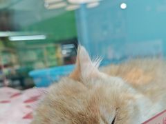 -FAELING PETS美天灵宠物(合生汇店)