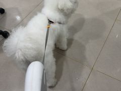 -佳雯宠物医院·皮肤科·内外科(春晓路分院)