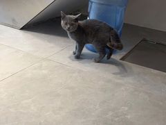 -伟伟宠物医院·CT影像中心·瑞派犬猫综合性门诊(汉口总院)