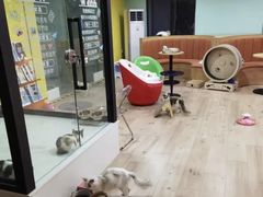 -Bastet sally猫舍购宠(静安店)