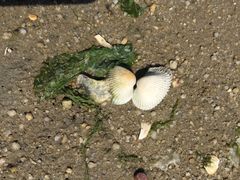 -北海金海湾红树林生态旅游区