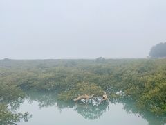 -北海金海湾红树林生态旅游区