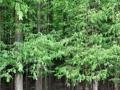 -山王坪喀斯特国家生态公园