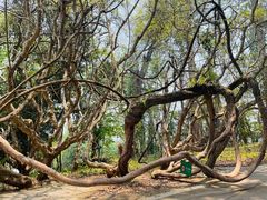 -中国科学院西双版纳热带植物园