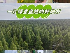 -黄海国家森林公园