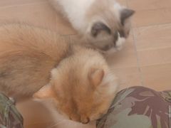 -唐小姐の私宠·宠物洗护美容·撸猫馆·购宠(周浦万达旗舰店)