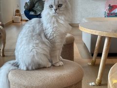 -猫腻·猫咖·撸猫馆(星光大道店)