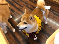 -豆柴町-柴犬主题狗咖(红鼎国际C座店)